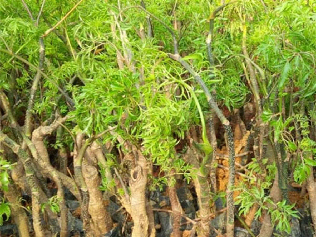Những công dụng thần kỳ của cây đinh lăng 4 Những công dụng thần kỳ của cây đinh lăng 4